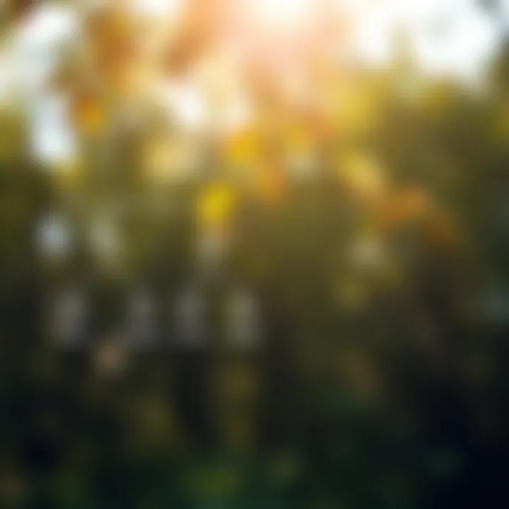 Diagram showing level order traversal path highlighting nodes by level from root to leaves