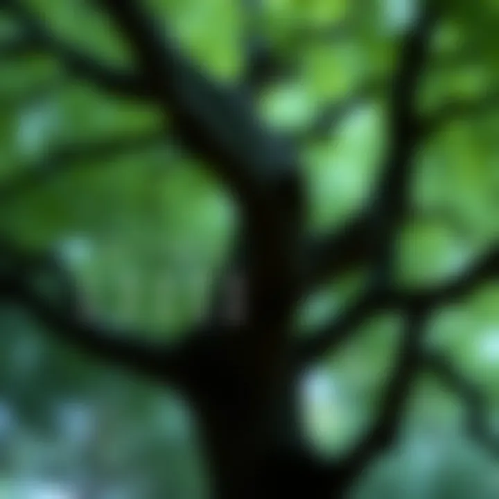 Diagram illustrating the structure of an optimal binary search tree with nodes arranged to minimize search cost based on access probabilities